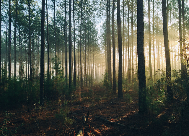 Tree-forest.png